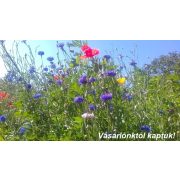 Réti virágmag keverék - Méhbarát